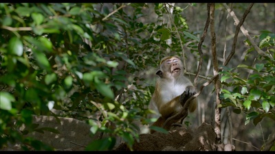 猴子王国剧照的剧照