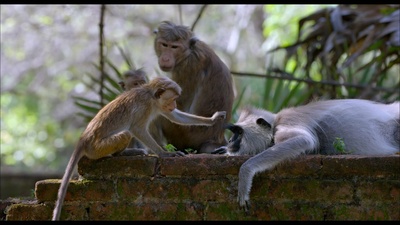 猴子王国剧照的剧照