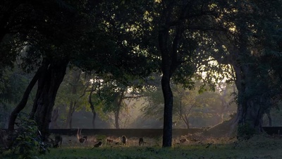 猴子王国剧照的剧照