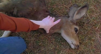 闪电奇迹剧照的剧照