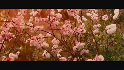 被解救的姜戈剧照的剧照