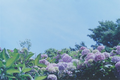 海街日记剧照的剧照