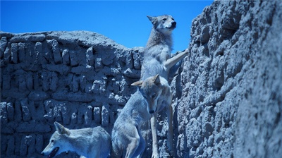 狼图腾剧照的剧照