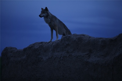 狼图腾剧照的剧照
