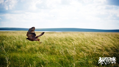 狼图腾剧照的剧照