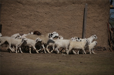狼图腾剧照的剧照