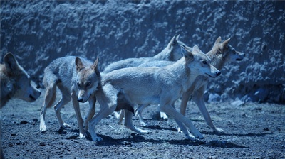 狼图腾剧照的剧照