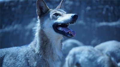 狼图腾剧照的剧照