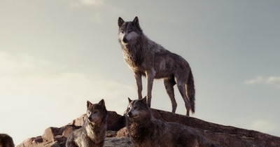 奇幻森林剧照的剧照