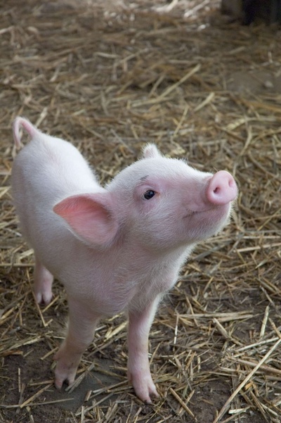 夏洛特的网剧照的剧照