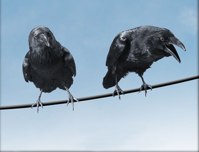 夏洛特的网剧照的剧照