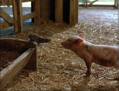 夏洛特的网剧照的剧照