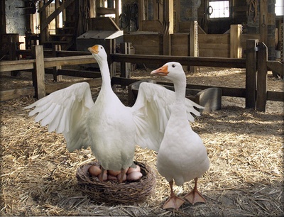 夏洛特的网剧照的剧照