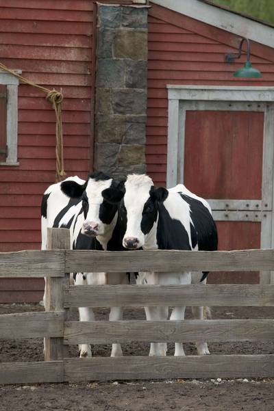 夏洛特的网剧照的剧照