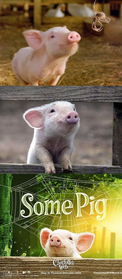 夏洛特的网剧照的剧照