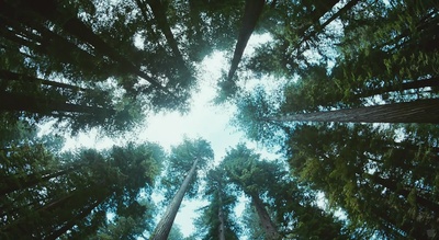 生命之树剧照的剧照