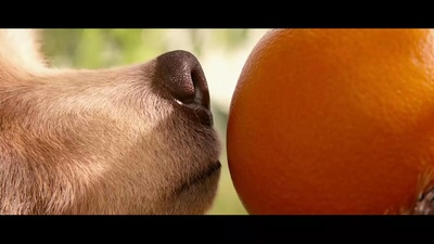 帕丁顿熊剧照的剧照