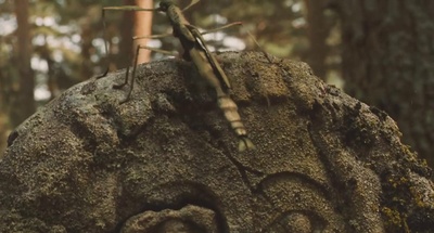 潘神的迷宫剧照的剧照