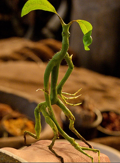 神奇动物在哪里剧照的剧照