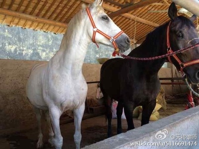 天将雄师剧照的剧照