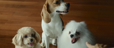 寄生虫剧照的剧照