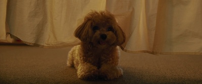 寄生虫剧照的剧照