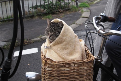 假如猫从世界上消失了剧照的剧照