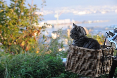 假如猫从世界上消失了剧照的剧照