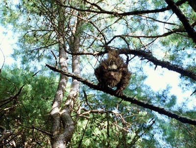仙境之桥剧照的剧照
