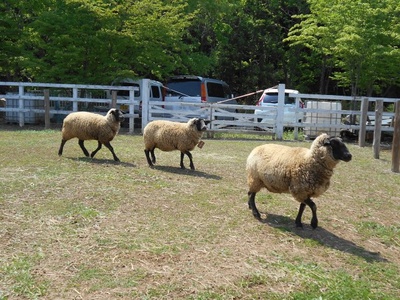 小羊肖恩剧照的剧照