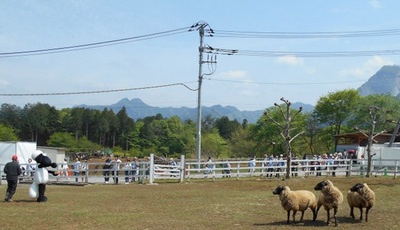 小羊肖恩剧照的剧照