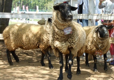 小羊肖恩剧照的剧照