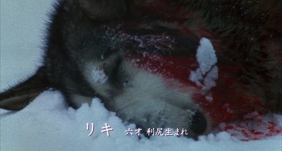 南极物语剧照的剧照