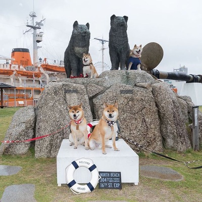 南极物语剧照的剧照