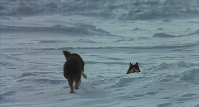 南极物语剧照的剧照