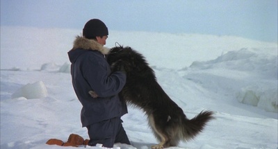 南极物语剧照的剧照