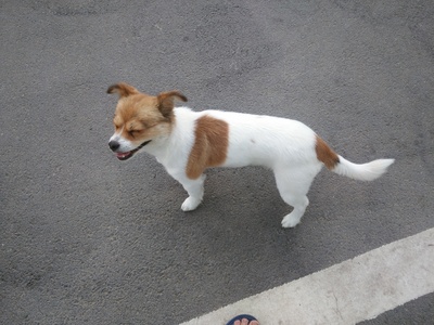 爱宠大机密剧照的剧照