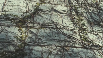 桃姐剧照的剧照