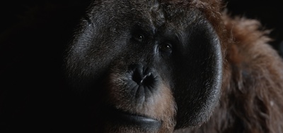 猩球崛起3：终极之战剧照的剧照