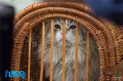 九条命剧照的剧照