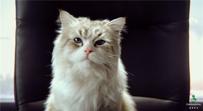 九条命剧照的剧照