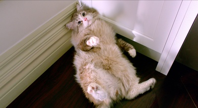 九条命剧照的剧照