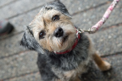 奇迹男孩剧照的剧照