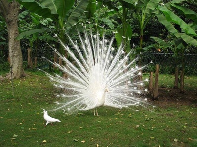 功夫熊猫2剧照的剧照