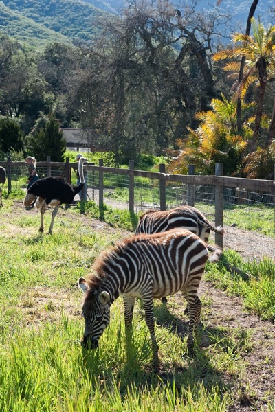 我家买了动物园剧照的剧照