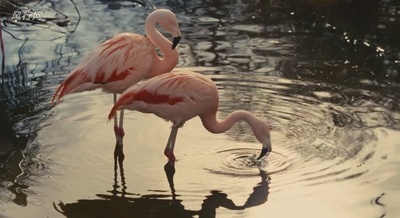 我家买了动物园剧照的剧照