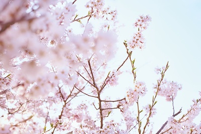 小森林 冬春篇剧照的剧照