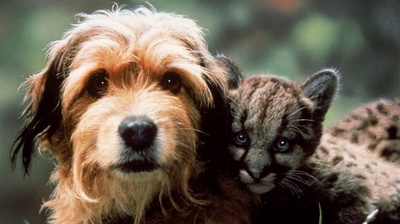 丛林赤子心剧照的剧照