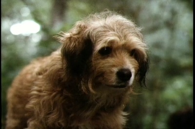 丛林赤子心剧照的剧照