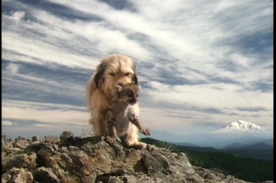 丛林赤子心剧照的剧照